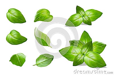 Green basil leaves, fresh sprig of basil Vector Illustration